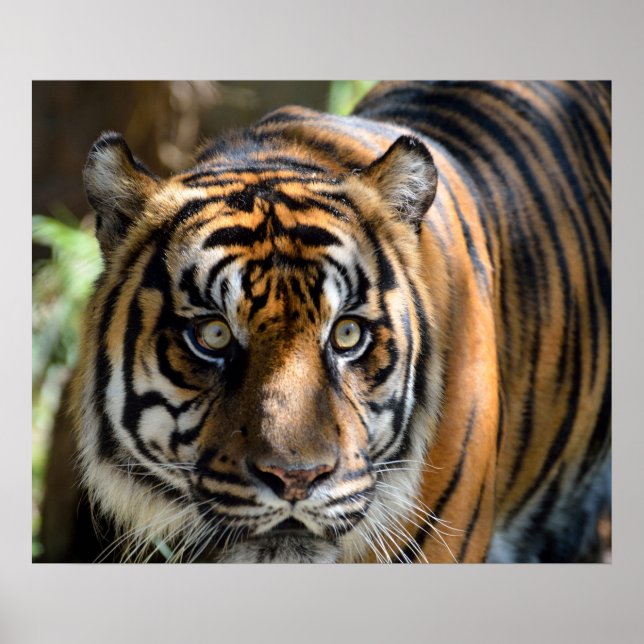 Póster Sumatran Tiger (Frente)