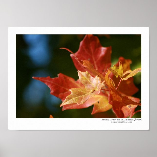 Póster Sumergiendo el sol (Frente)