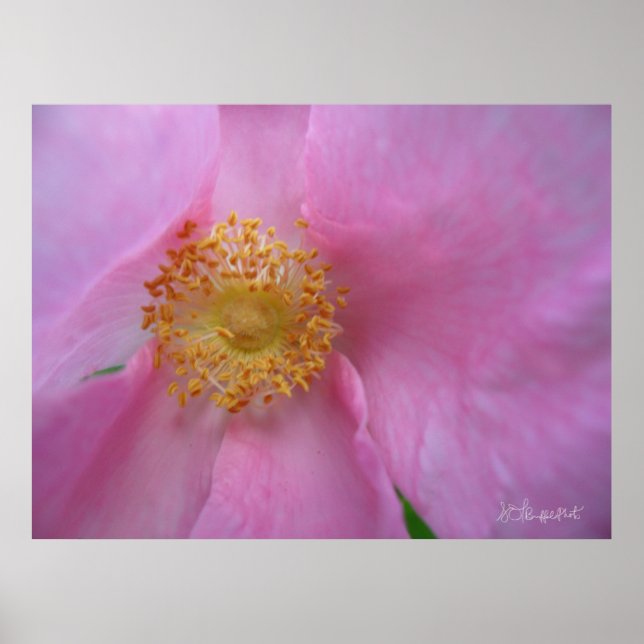 Póster ¡Sumergirse en la zona de flores! (Frente)