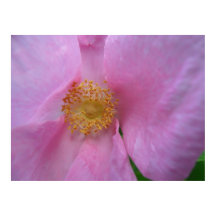 ¡Sumergirse en la zona de flores!