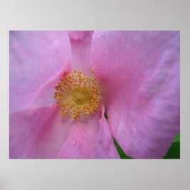 Póster ¡Sumergirse en la zona de flores!