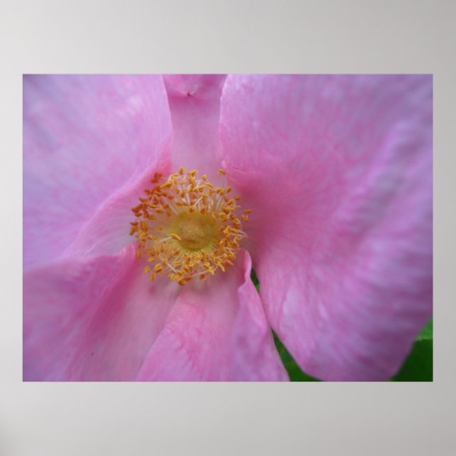 Póster ¡Sumergirse en la zona de flores! (Frente)