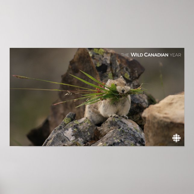 Póster Summer - American Pica (Frente)