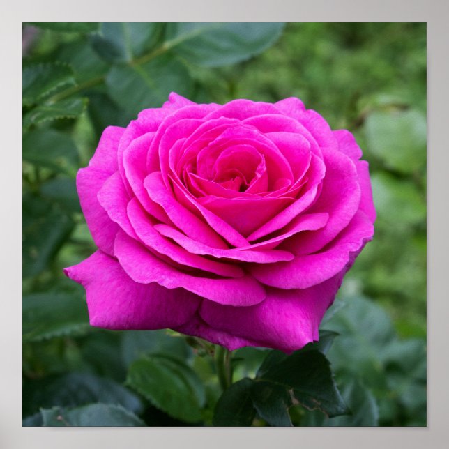 Póster Summer Bloom (Frente)