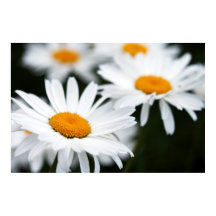 Summer Daisy Poster