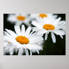 Póster Summer Daisy Poster