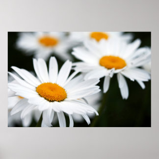 Póster Summer Daisy Poster