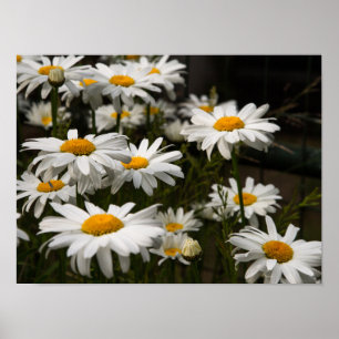 Póster Summer Daisy Poster