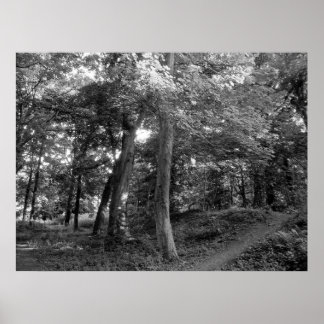 Póster Summer in the Wood