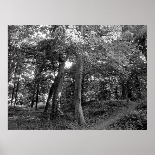 Póster Summer in the Wood (Frente)