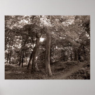 Póster Summer in the Wood - Warm Toned