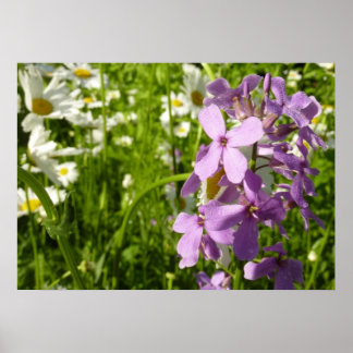 Póster Summer Lilac y Daisies