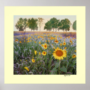 Póster Summer Morning