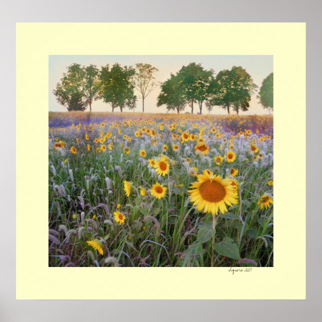 Póster Summer Morning (Frente)