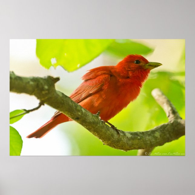 Póster Summer Tanager, un macho rojo, en un Poster de suc (Frente)