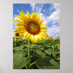 Póster Summer Yellow Sunflower Photo Nature Wall Poster