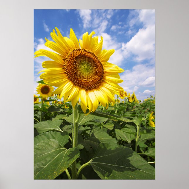 Póster Summer Yellow Sunflower Photo Nature Wall Poster (Frente)