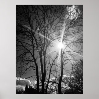 Póster Sun and tree branch tracery poster