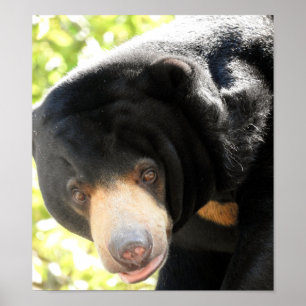 Póster Sun Bear