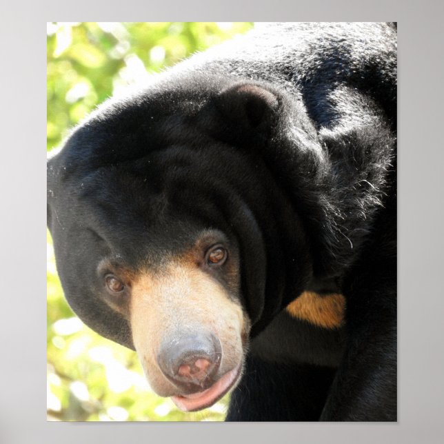 Póster Sun Bear (Frente)