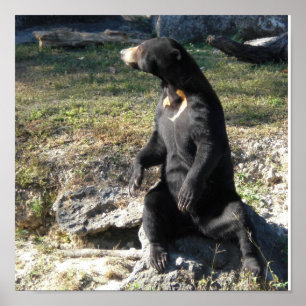 Póster Sun Bear