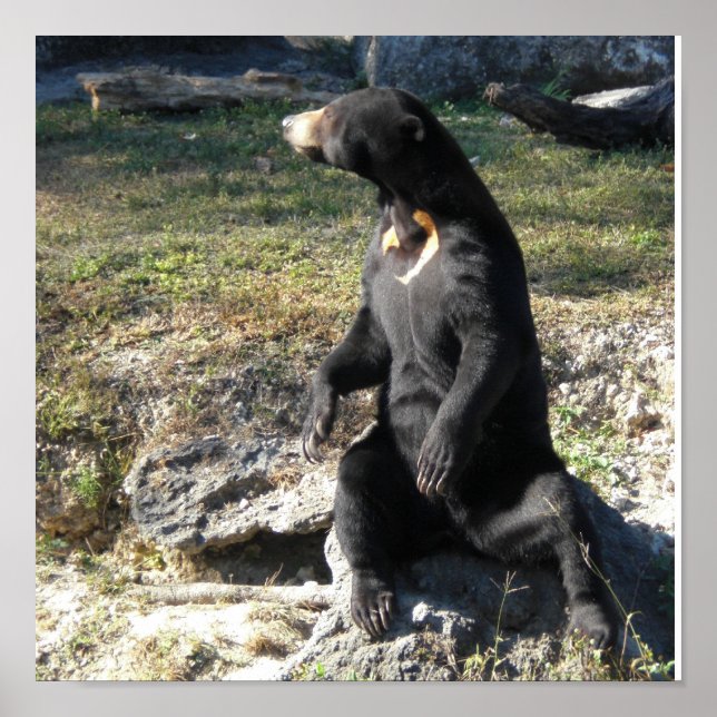 Póster Sun Bear (Frente)