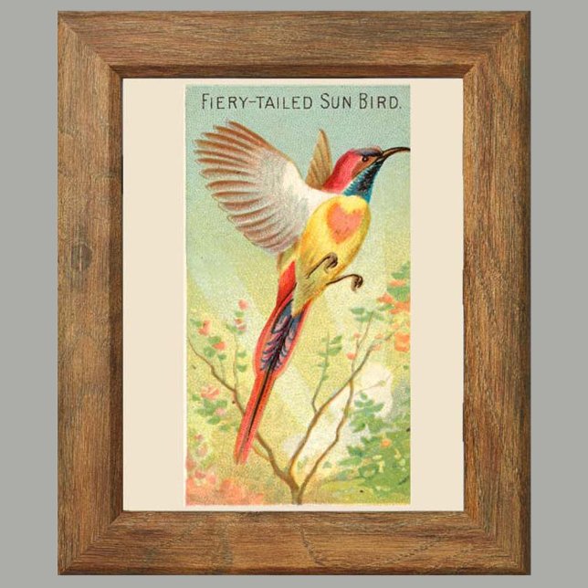 Póster Sun Bird, conjunto de 6 paredes de la galería de p (Subido por el creador)