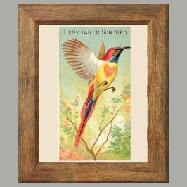 Póster Sun Bird, conjunto de 6 paredes de la galería de p