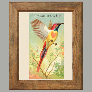 Póster Sun Bird, conjunto de 6 paredes de la galería de p