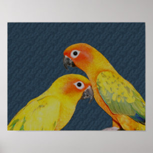 Póster Sun Conure Pair Parrot Bird