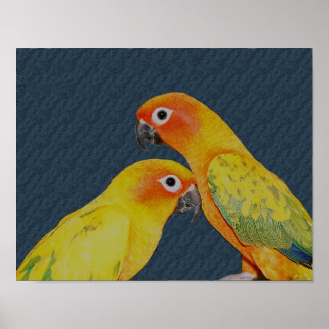 Póster Sun Conure Parrot Parrot Bird (Frente)