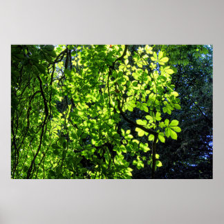 Póster Sun Dappled Horse Chestnut Leaves