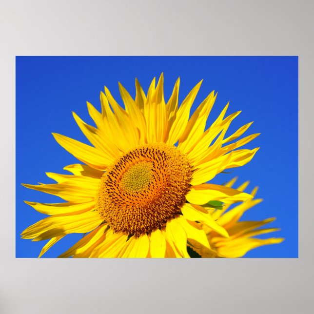 Póster Sun-flower (Frente)