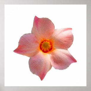 Póster Sun Parasol Mandevilla