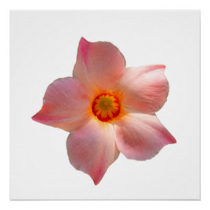 Póster Sun Parasol Mandevilla