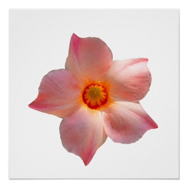 Póster Sun Parasol Mandevilla (Anverso)