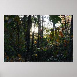 Póster Sun Peaking through Autumn Trees Poster