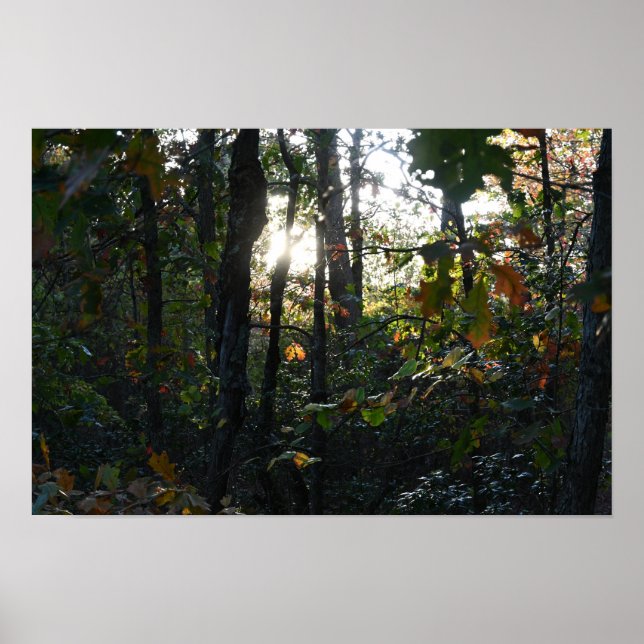 Póster Sun Peaking through Autumn Trees Poster (Frente)