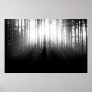 Póster Sun Shining Through Trees in the Forest