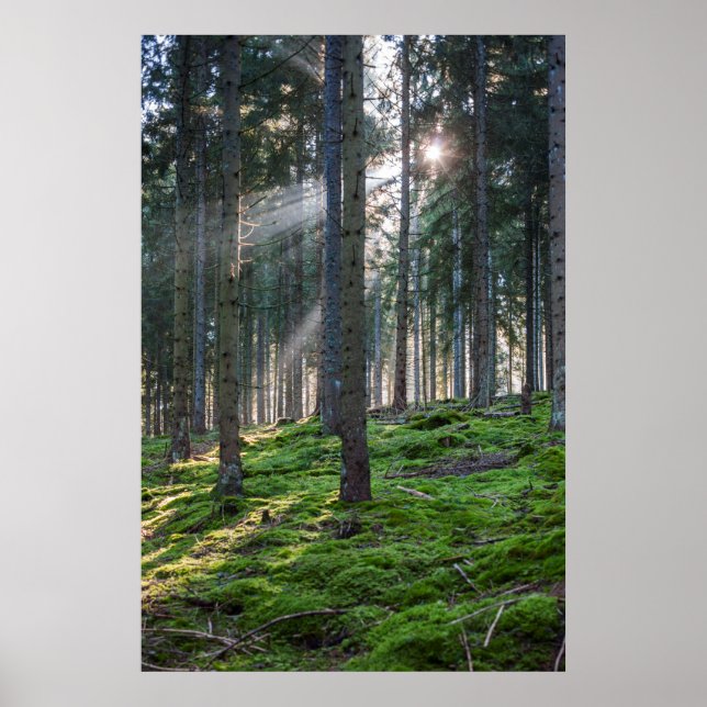 Póster Sunbeams in the Black Forest (Frente)