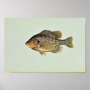 Póster Sunfish de Redear