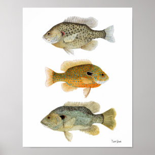 Póster Sunfish Redear, Longear y Sunfish verde
