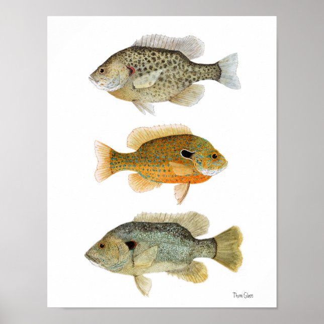 Póster Sunfish- Repreciado, Longear y Green Sunfish (Frente)