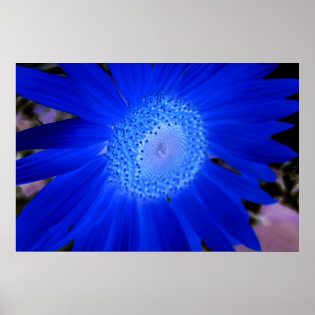 Póster Sunflower (Frente)