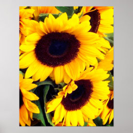 Póster Sunflower