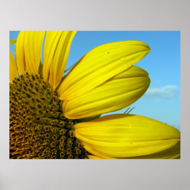 Póster Sunflower (Frente)