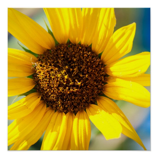 Póster Sunflower (Anverso)