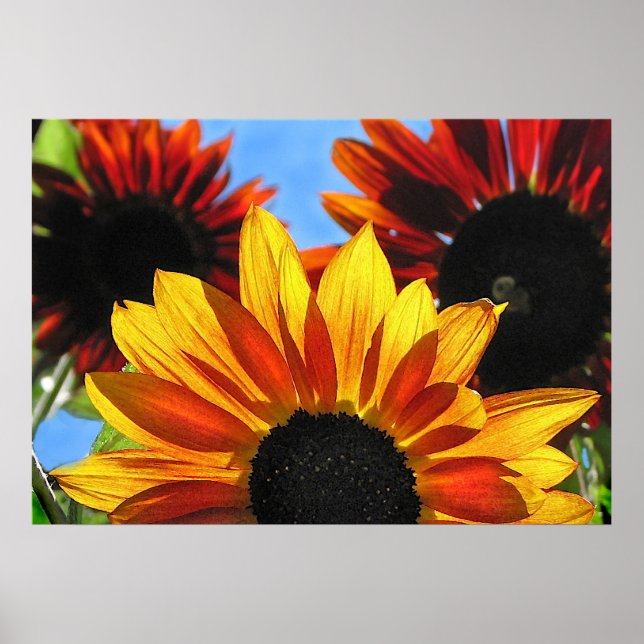 Póster Sunflower (Frente)