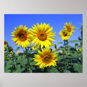 Póster Sunflower