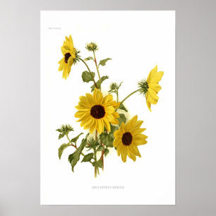 Póster Sunflower